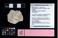 NHMW-GEO-2007z0149-0327_Ol_01.tifCracensigillatus acutirostrus (Moericke, 1889)  (NHMW-GEO-2007z0149-0327)